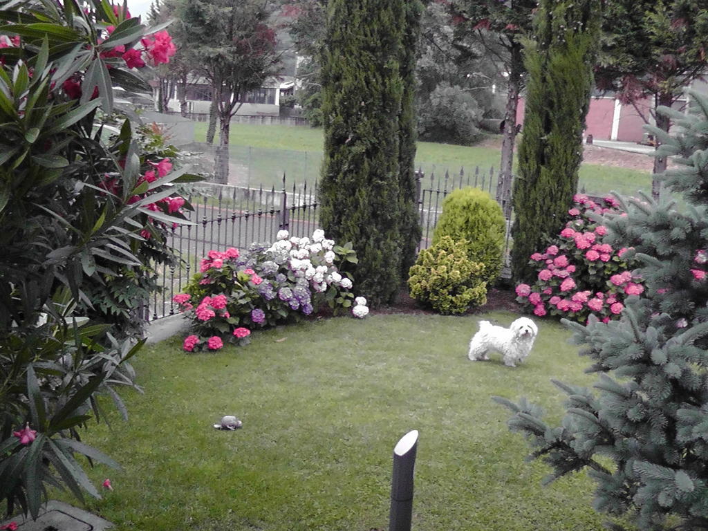 B&B I Viandanti Piancogno Екстер'єр фото